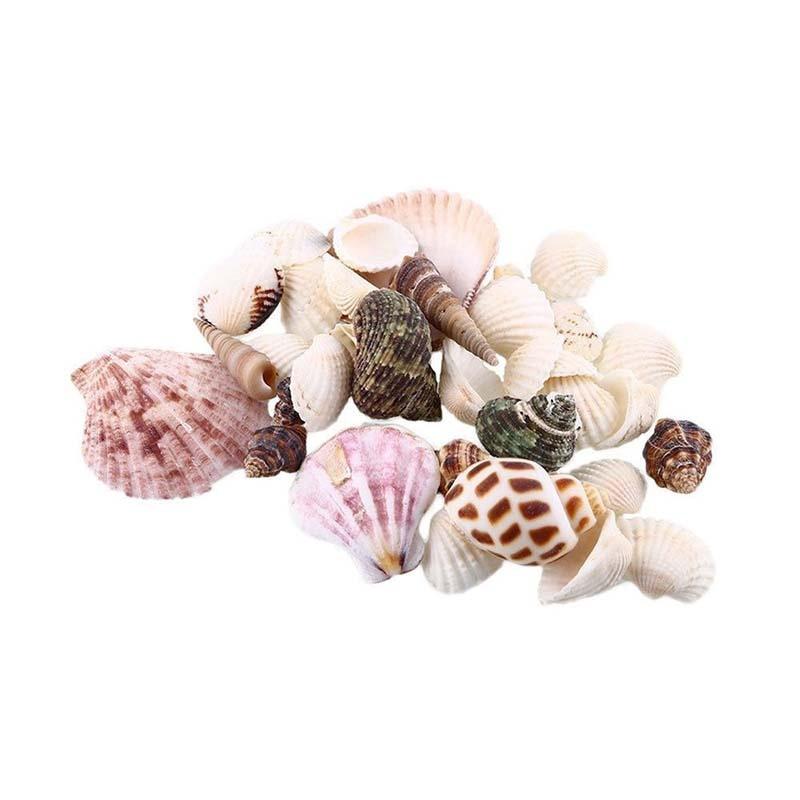 Approximately 100g of Mixed Sea Shells 30 Pieces Per Bag, with Random Colors To Create a Unique Aquarium Landscape