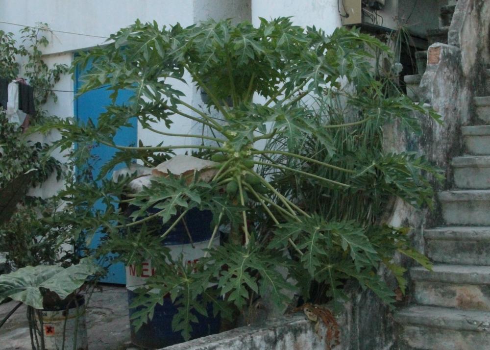 SAFLAX Дынное дерево - 30 семян - Carica papaya