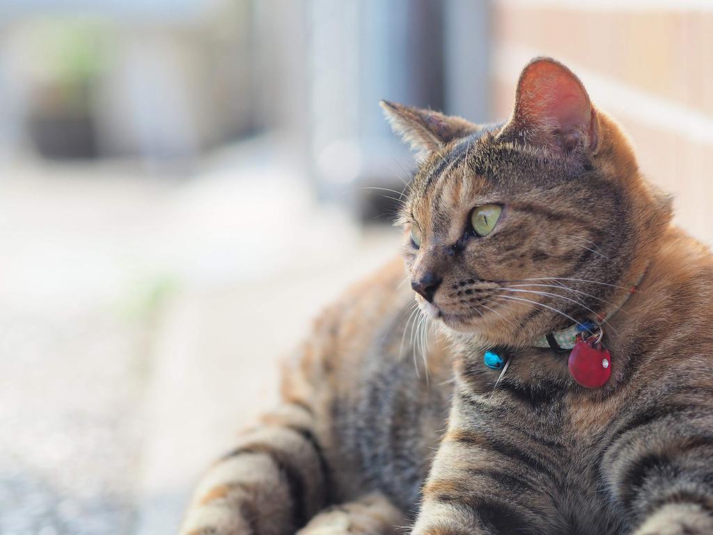 OM Single Focus Lens DIGITAL ED 75mm Black SYSTEM/Olympus M.ZUIKO F1.8