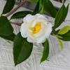 Plastic Artificial Camellia Flowers Real Touch Fake Flower  Shop Hotel Decoration