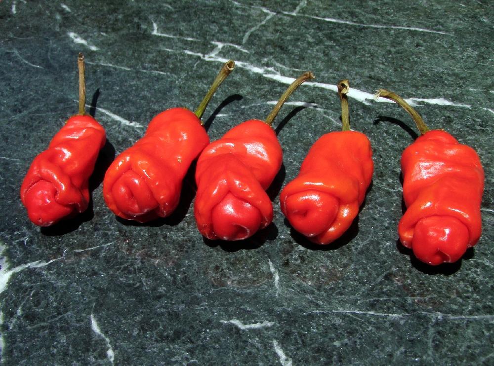 SAFLAX Garden in the Bag - Чили - Peter Peppers Penis Chili - 10 семян - С субстратом в подходящем пакете - Capsicum annuum