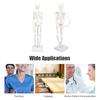 45CM Mini Skeleton Model PVC Human Body Bone Structure With Movable Arms Legs And Stand