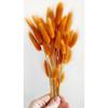 Оранжевый сушеный хлопок, кроличий хвост свадебный букет композиция цветок лагурус 30 веток