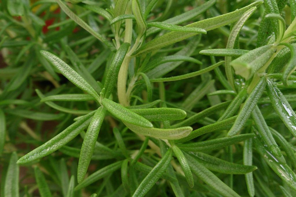 SAFLAX Garden in the Bag - Розмарин - 100 семян - С субстратом в подходящем пакете-стойке - Rosmarinus officinalis