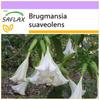Angel's Trumpet White - 10 семян - Brugmansia suaveolens