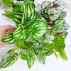 7 Heads Artificial Green Plants 33cm Green Leaves New Fake Plants  Garden Room Decoration