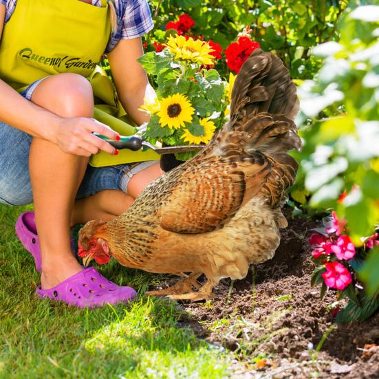 2 шт. курица садовая ставка куриный газон скульптура простая установка ручной работы акриловый куриный садовый орнамент крыльцо лужайка открытый двор декор