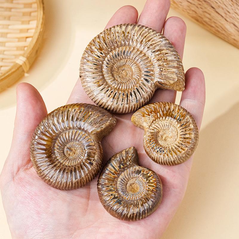 Натуральный Белый Ископаемый Раковина Аммонита Образовательный Подарок для Детей