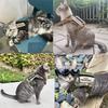 Cat Harness Vest Military Dog Working Training Accessories Tactical Leash with Patch Set for Cats and Small Dogs