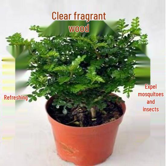 Fragrant Woodland Leaves Small Potted Bonsai for Office Desktop - Free Shipping