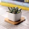 Amosfun Set of 3 Mini Ceramic Plant for and Baby Shower Simple Pots, White, Square, Tabletop, Succulents, Cacti, Herbs, Decorations. Design.