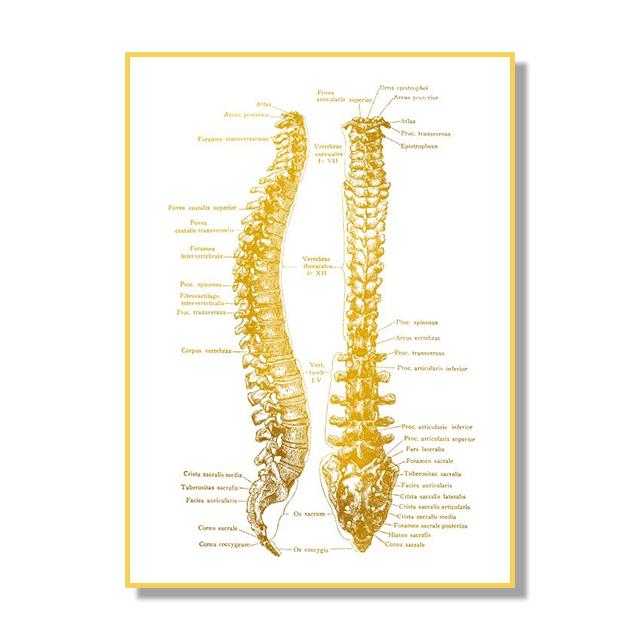 Структура костной ткани органов человека Плакат Золотой скандинавский ретро стиль Картина на холсте Гостиная Настенные художественные принты Современный домашний декор Без рамки