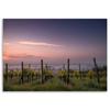 Canvas print, Growing Grapes