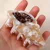 Ponytail Holder Acetate Hair Clip Headwear Hair Grab Fashion Conch Hair Claws  Female
