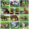 Diamond Art Painting Animal Cat Pictures Of Rhinestones Diamond Embroidery Sale Horse Full Mosaic Decor For Home