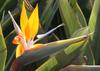 SAFLAX Желтая Strelitzia Mandela's Gold - 4 семени - Strelitzia reginae Yellow