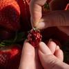 Скрытый Грызун Животное Эмалированный Медальон Ожерелье Креативный Открывающийся Закрывающийся Кулон Модное Украшение для Повседневной Носки Подарок на Годовщину