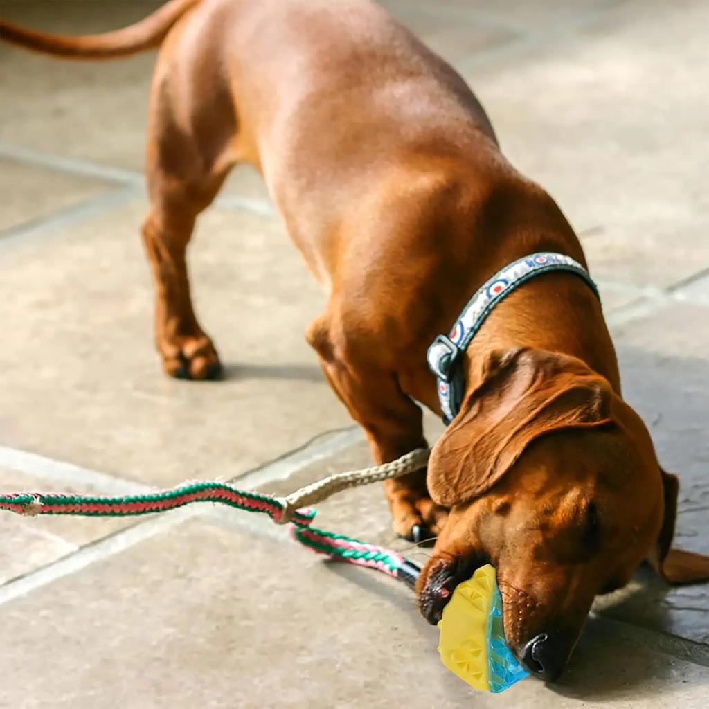 Летние охлаждающие игрушки для собак Игрушка для питомца Молярная кость, наполненная водой Охлаждающие игрушки для собак Замороженная молярная игрушка Устойчивые к укусам товары для питомцев