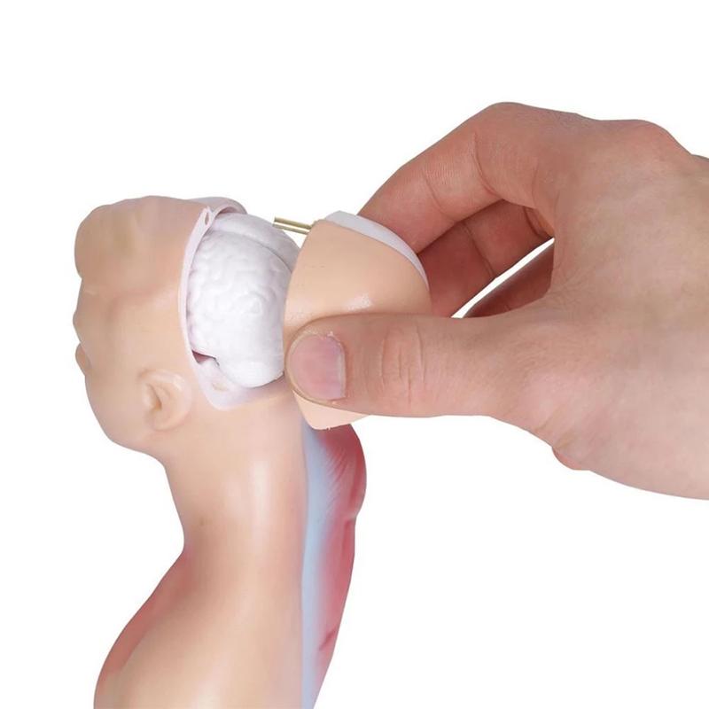 Унисекс Анатомия человеческого туловища Анатомическая модель Внутренние органы Скелетная система