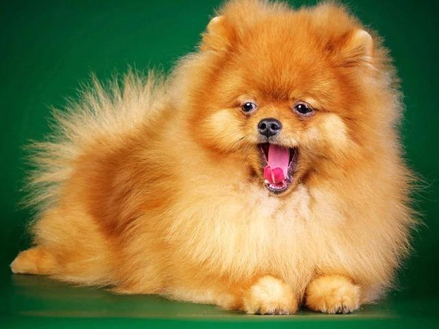 Полный круглый/квадратный алмазная живопись собака 5D DIY животное Алмазная вышивка набор крестиков подарок ручной работы украшение дома