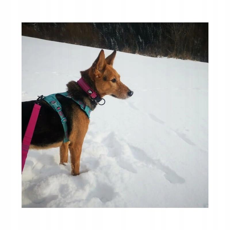 Błękitne szelki dla psa adventure dog truelove xs
