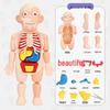 DIY Human Organ Model Puzzle for Kids - STEAM Educational Toy