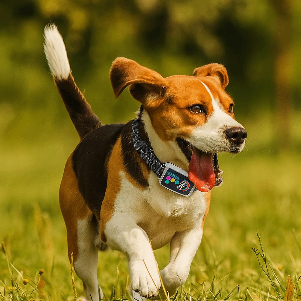 Перезаряжаемый ошейник от лая для собак с цветным экраном, вибрацией, стоп-лаем, контроль лая