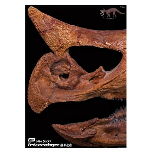 Gakken Triceratops 1/35 Scale Skeleton Model Kit & Life-Size Poster (Ages 6 and Up) Q750808