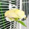 6Pcs Plastic Pet Bird Food Clip Mini Practical Parrot Fruit Vegetable Clip Portable Birds Food Holder Large Cages