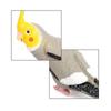 Plastic Bird Sculpture Educational Parrot Ornament Simulation Parrot Figurine  Home Garden