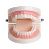 Модель зубного протеза Десны Стандартная модель зубов Audlt Медицинский обучающий инструмент Модель зубов