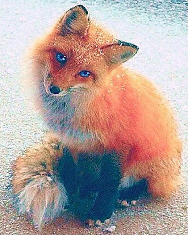 Набор для алмазной живописи Пейзаж Звезда Лев Лиса 5D DIY Алмазная вышивка животных Кролик Вышивка крестиком Фотографии Стразы Мозаика Настенное искусство