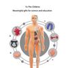 Human Body Model, Children'S Toy, Stem, Cognitive Science And Education, Puzzle Organ Assembly, Skeleton Toy