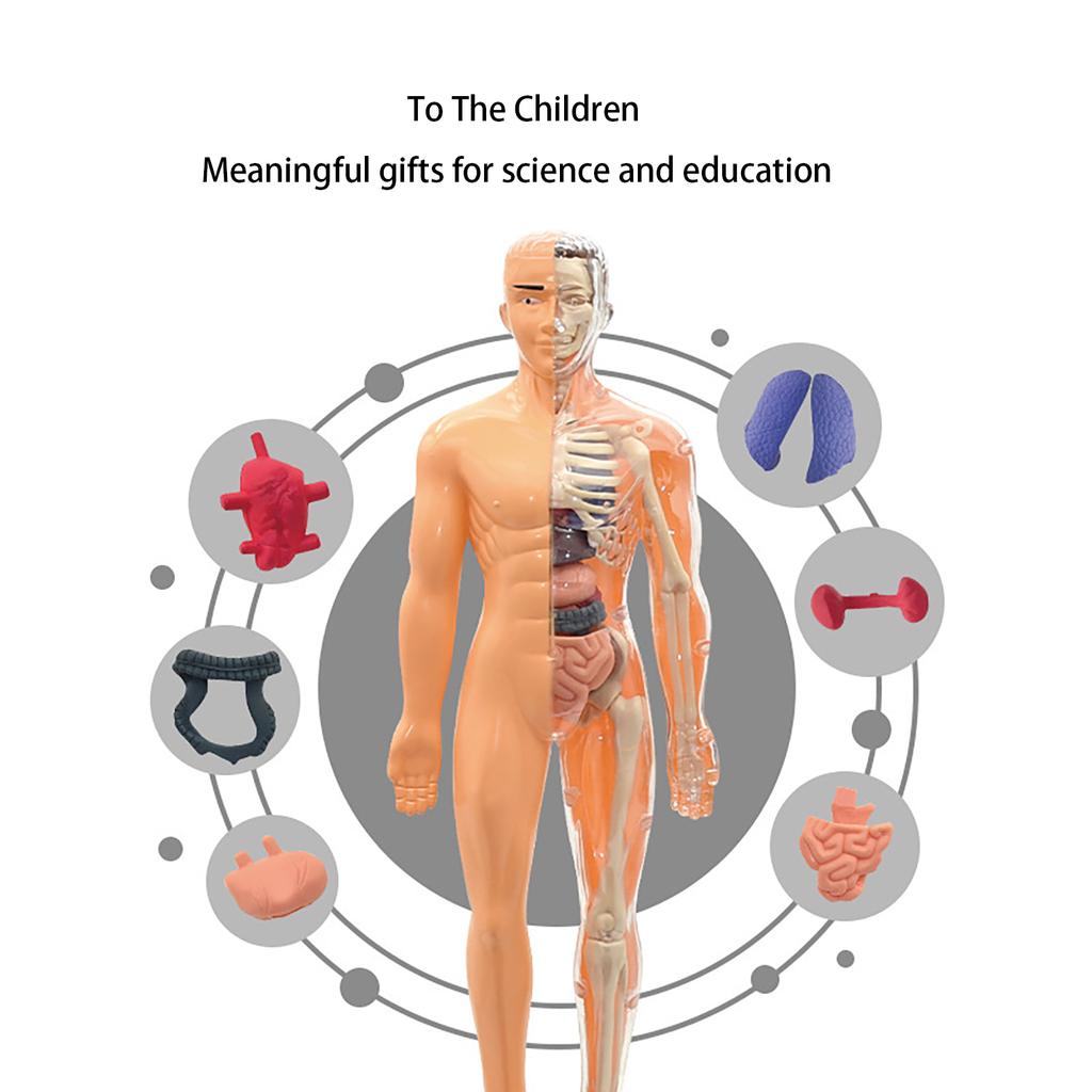 Human Body Model, Children'S Toy, Stem, Cognitive Science And Education, Puzzle Organ Assembly, Skeleton Toy