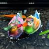 Плавающие мандаринки Водный элемент для садовых прудов