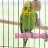 Perches For Bird Cages Bird Parrot Calcium Teeth Mouth Molar Grinding Stone Natural Stick Paw Grinding Rough-Surfaced Chew Toy