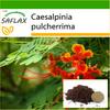 Mexican Bird Of Paradise - 10 семян - С горшечным субстратом для лучшего выращивания - Caesalpinia pulcherrima