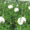 Tomato Trellis Rollerhook Durable Plant Climbing Anti-rust Useful Greenhouse Rotary Roller Hook for