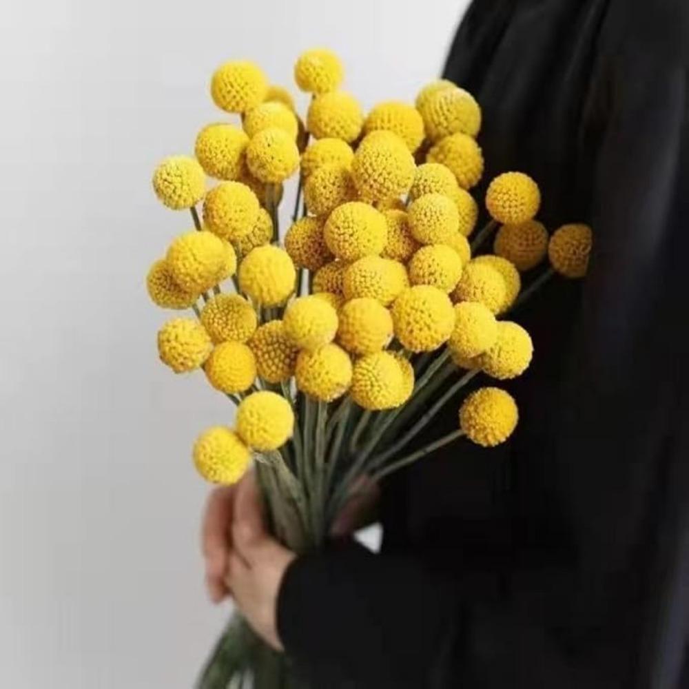 30PCS Natural Yellow Craspedia Billy Balls, Yellow Billy Buttons Balls Bouquet Dried Yellow Flowers for Home Decor Photo Props DIY Wedding Decoration