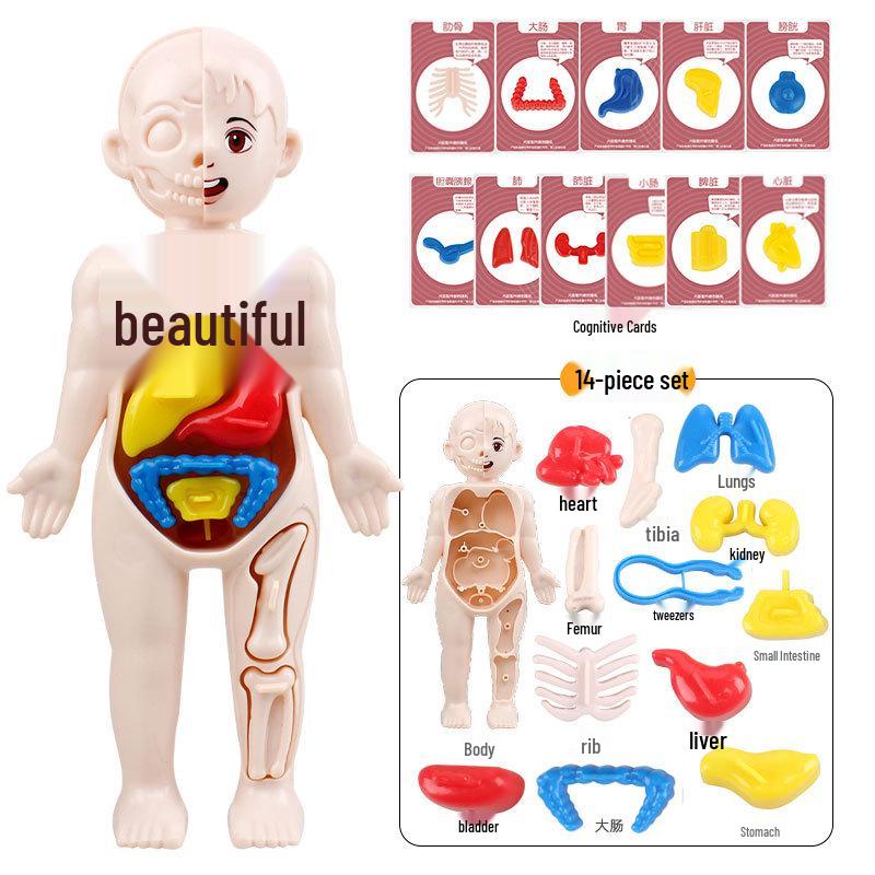 Игрушка-модель человеческого органа «Сделай сам» для STEAM-научного образования