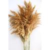 Сухие цветы Pampas 13 Большой пучок 100 см (Легкий кофе)