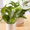 Mini Water Sprinkler Garden Tools Pot Watering Plant Small Sprayer