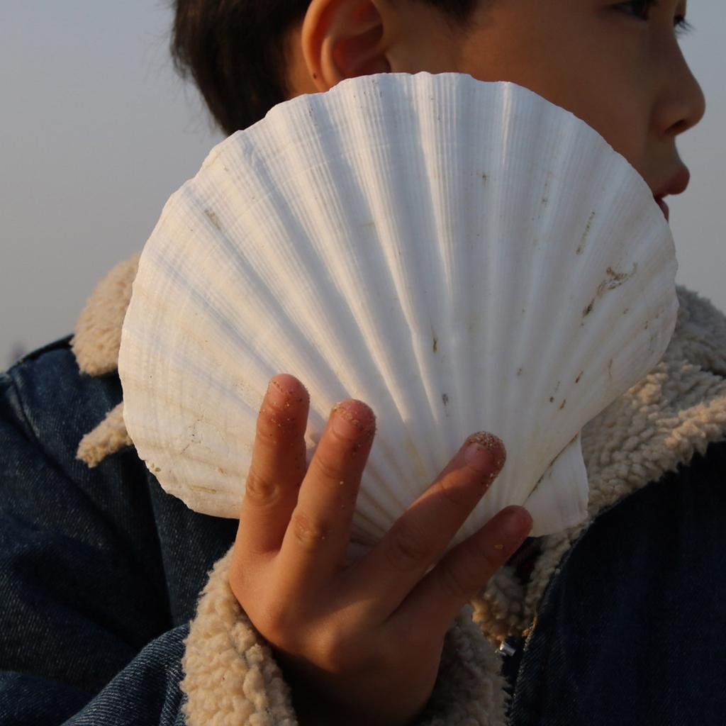 Large White Scallops Shells for Painting Crafts and Beach Wedding Decors Natural White Seashells 3-5 Inches