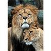 5D Diy Алмазная картина Большой и маленький Лев Алмазная вышивка Крестом Домашний декор Подарки ручной работы