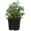 Round Flower Pot 50 pcs Black Ø 10 x 8 cm Plastic