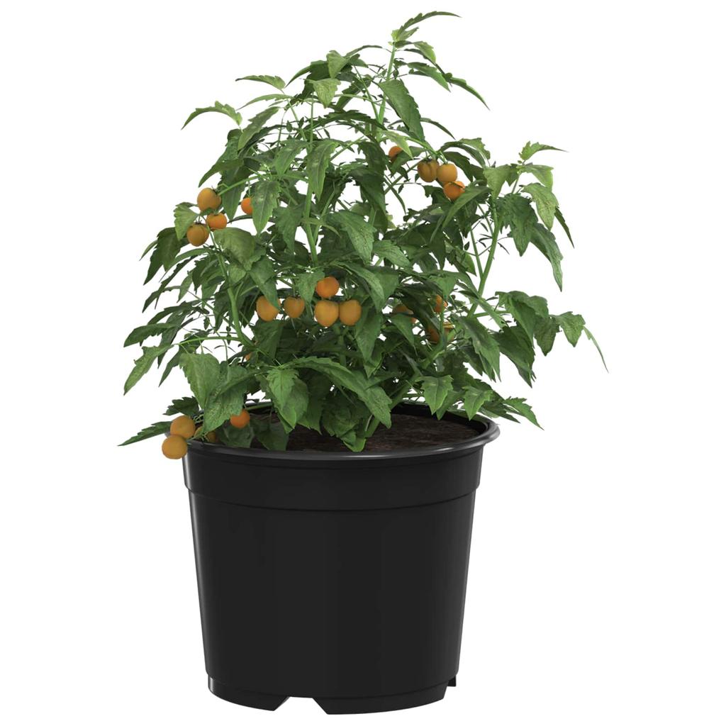 Round Flower Pot 50 pcs Black Ø 10 x 8 cm Plastic