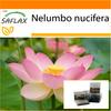 Garden in the Bag - Священный индийский лотос - 8 семян - С субстратом в подходящем пакете - Nelumbo nucifera