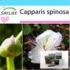 Подарочный набор - Каперсы - 25 семян - С подарочной коробкой, карточкой, этикеткой и субстратом для горшков - Capparis spinosa