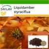 American Sweet Gum - 100 семян - С горшечным субстратом для лучшего выращивания - Liquidamber styraciflua
