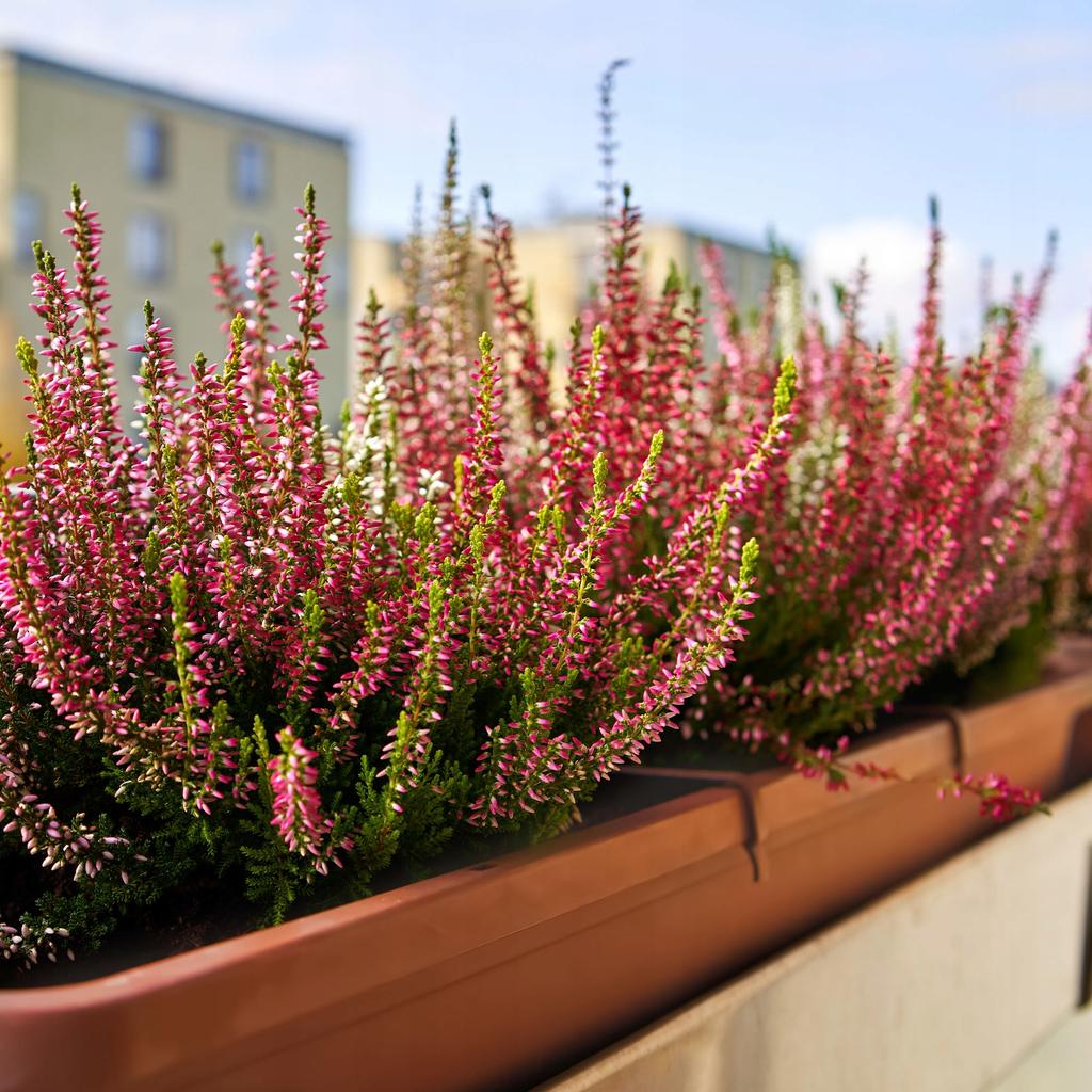 KADAX Skrzynka Balkonowa 40cm Doniczka Na Kwiaty